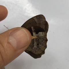 Posttaygetis penelea