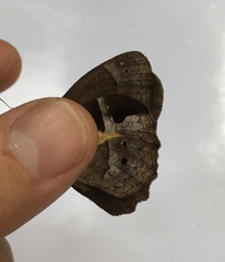 Posttaygetis penelea