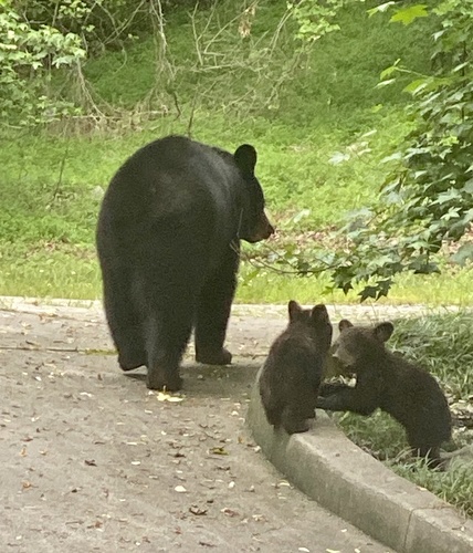 American Black Bear photographed in Georgia