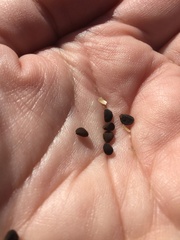 Calystegia stebbinsii