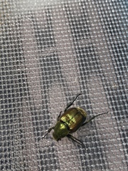 Trichiotinus lunulatus