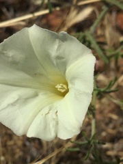 Calystegia stebbinsii