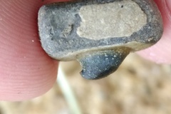 Ancylus fluviatilis