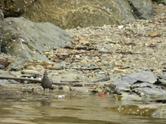 Cinclodes patagonicus chilensis