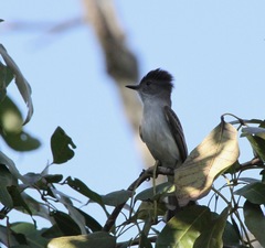 Myiarchus sagrae
