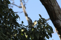 Myiarchus sagrae