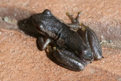 Litoria dentata