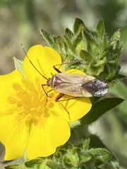 Adelphocoris rapidus