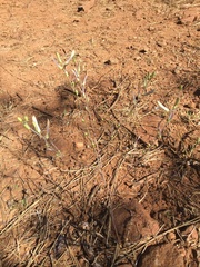 Chlorogalum grandiflorum