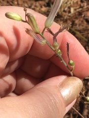 Chlorogalum grandiflorum