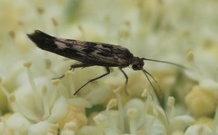 Scythris limbella