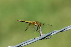 Sympetrum semicinctum occidentale