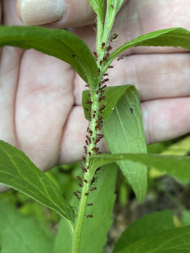 Uroleucon solidaginis