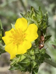 Adelphocoris rapidus