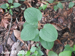 Smilax nipponica