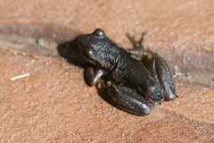 Litoria dentata