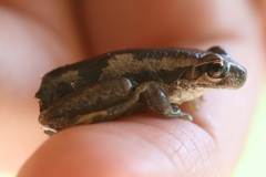 Litoria dentata