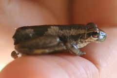 Litoria dentata