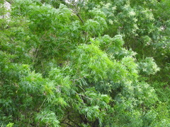 Thouinidium decandrum