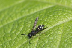 Parancistrocerus pensylvanicus