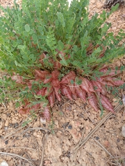 Astragalus megacarpus
