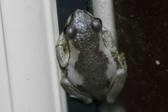 Litoria dentata