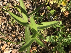 Coreopsis pubescens pubescens