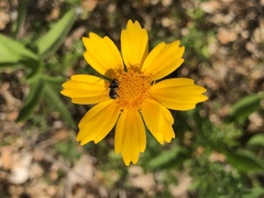 Coreopsis pubescens pubescens