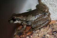 Litoria dentata