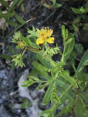 Hypericum sphaerocarpum