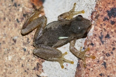 Litoria dentata