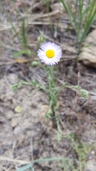 Erigeron pumilus