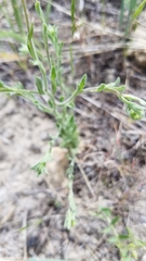 Erigeron pumilus