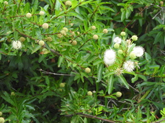 Cephalanthus salicifolius