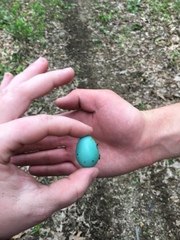 Hylocichla mustelina