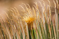 Dasylirion parryanum