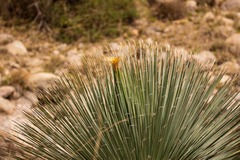 Dasylirion parryanum