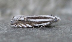 Eucosma striatana