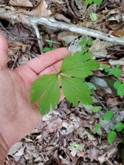 Anemonoides quinquefolia