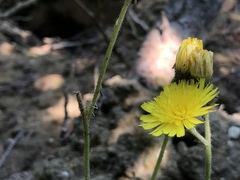 Pilosella flagellaris