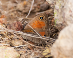 Cissia rubricata smithorum