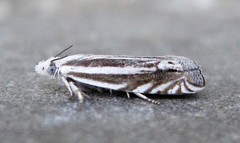 Eucosma striatana