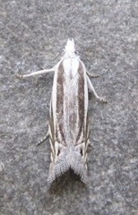 Eucosma striatana