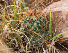 Coryphantha clavata clavata