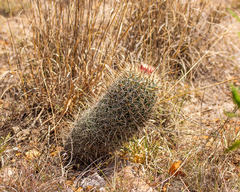 Coryphantha clavata clavata