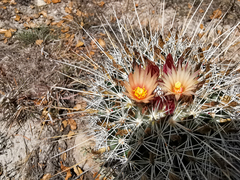 Coryphantha clavata clavata