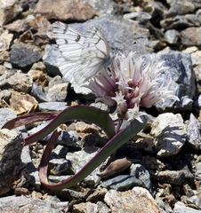Pontia sisymbrii
