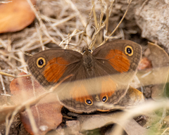 Cissia rubricata smithorum