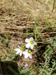 Oxalis