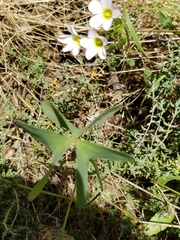 Oxalis